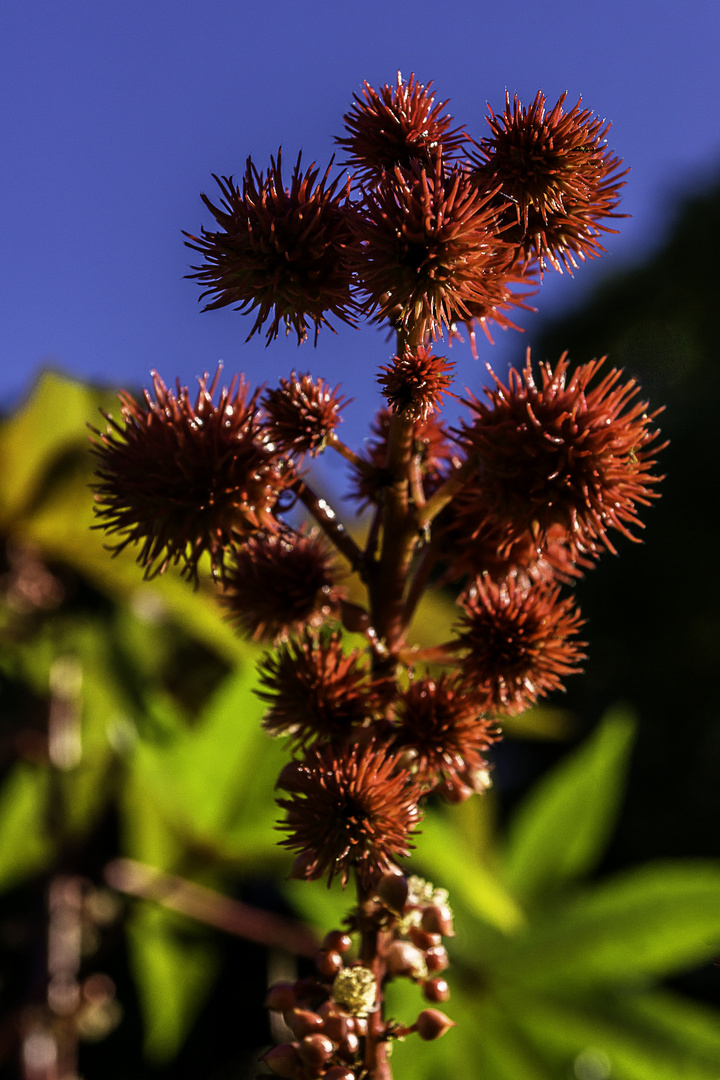 Besuch im Botansichen Garten 02