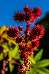 Besuch im Botansichen Garten 02