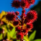 Besuch im Botansichen Garten 02