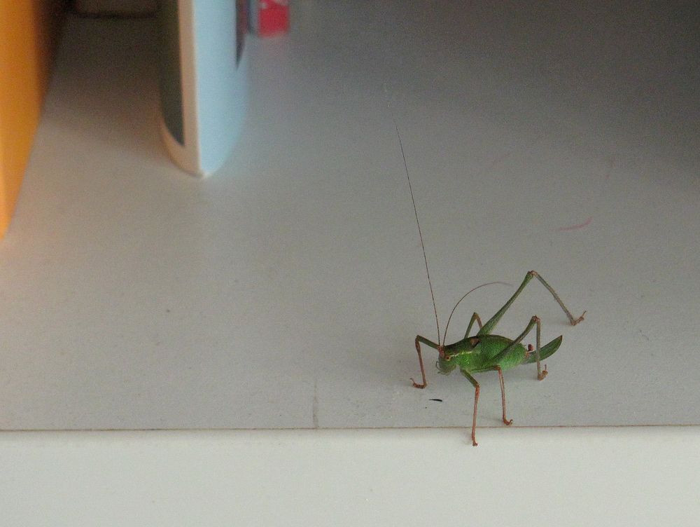 Besuch im Bücherregal