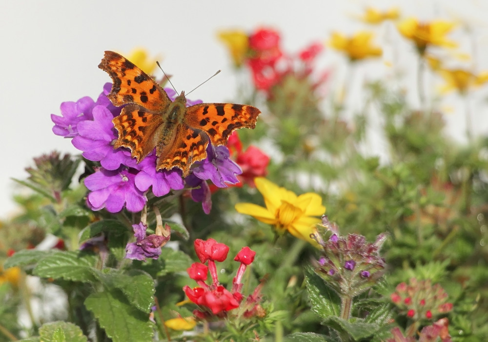 Besuch im bunten Blumenkasten...