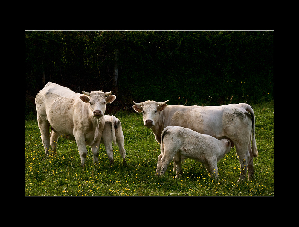 Besuch im Burgund (4)