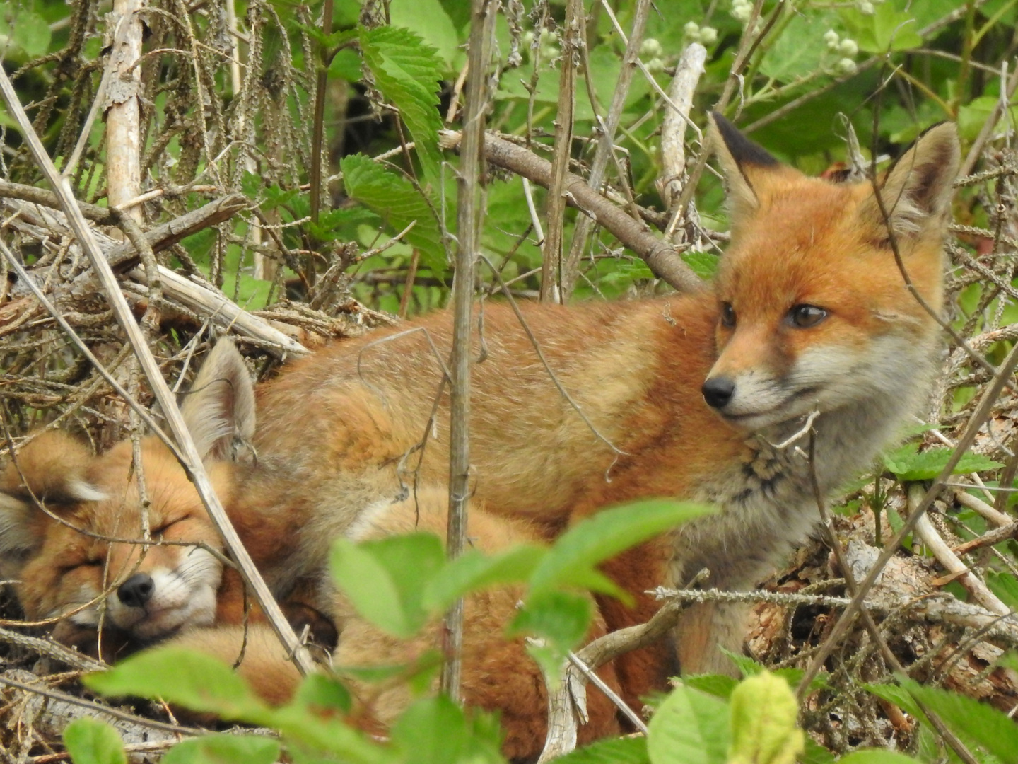 Besuch im Doppelpack