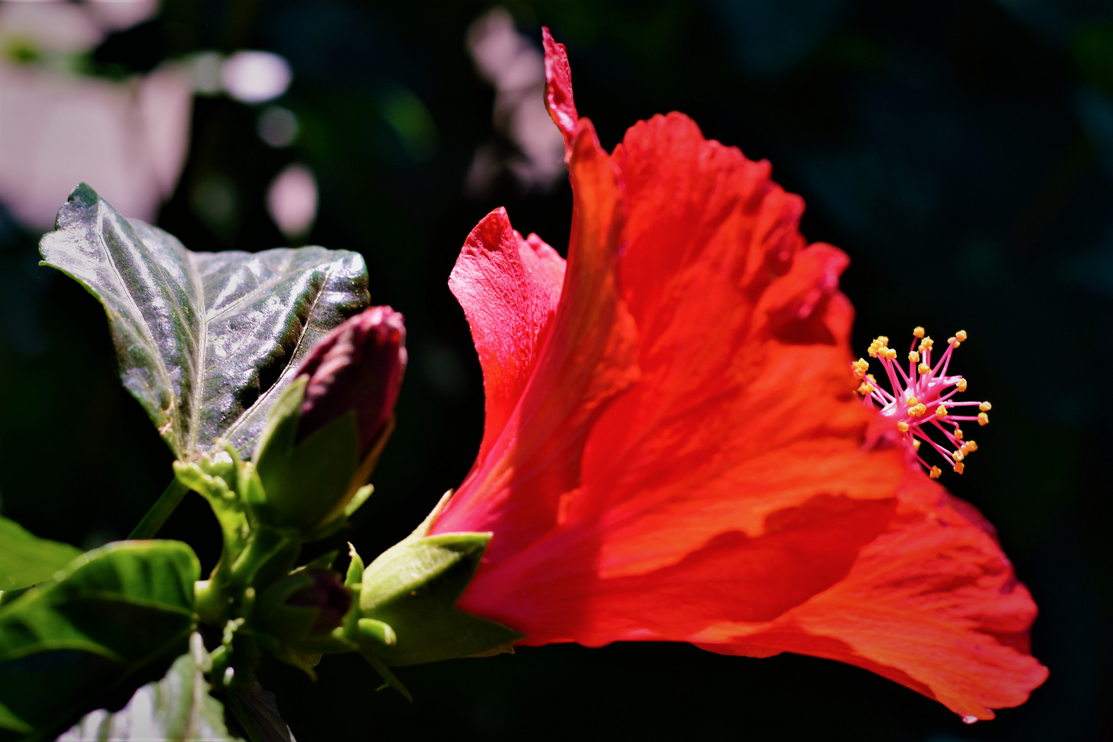 Besuch im Ferreira-Garden-Park)