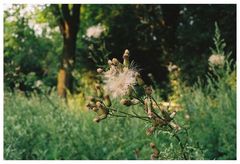 Besuch im Garten 003