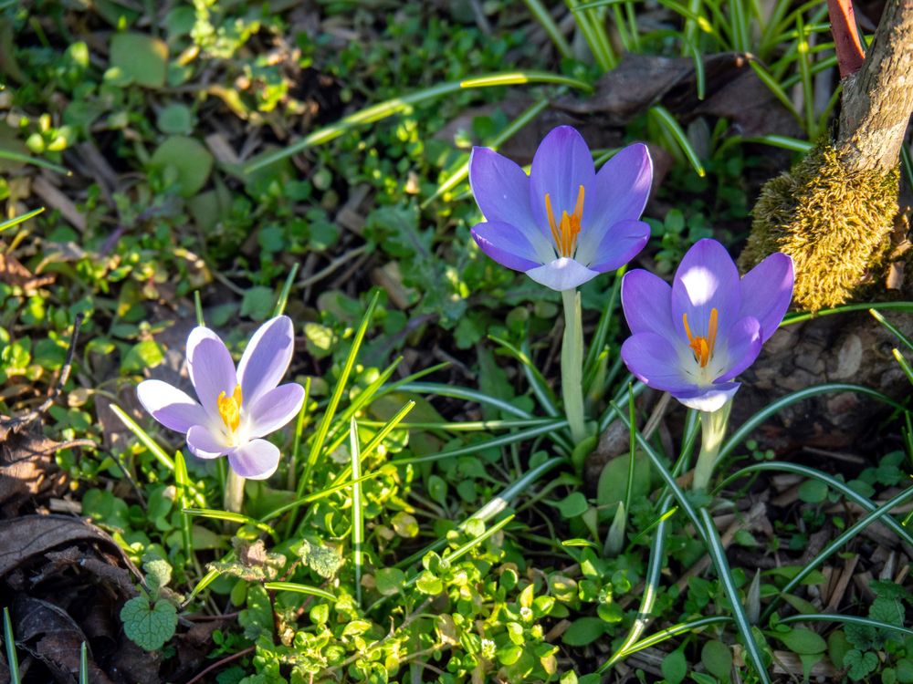 Besuch im Garten 01