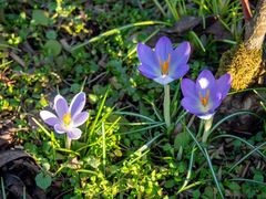 Besuch im Garten 01