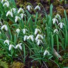 Besuch im Garten 02