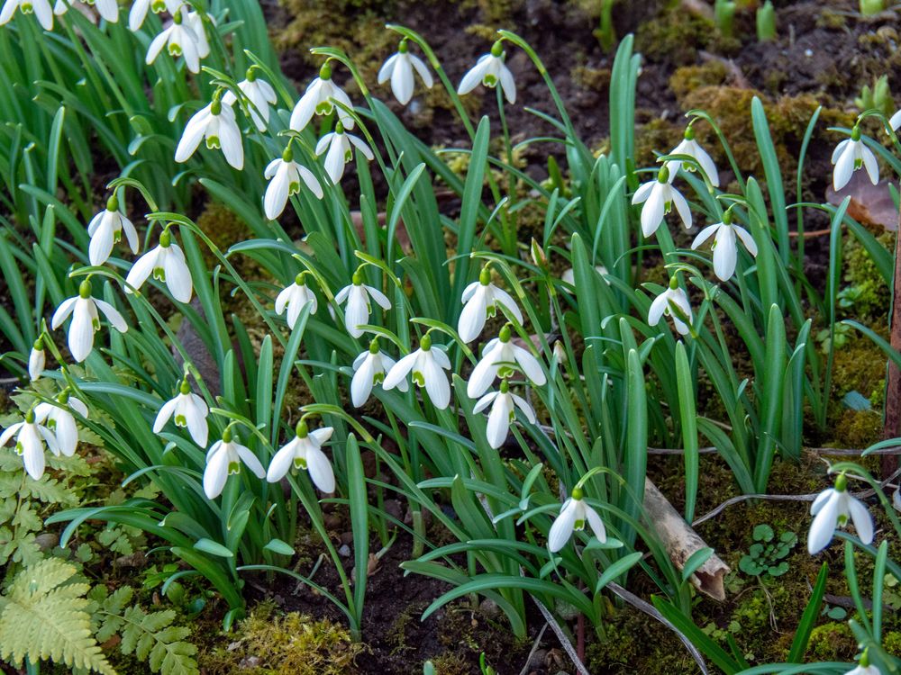 Besuch im Garten 02