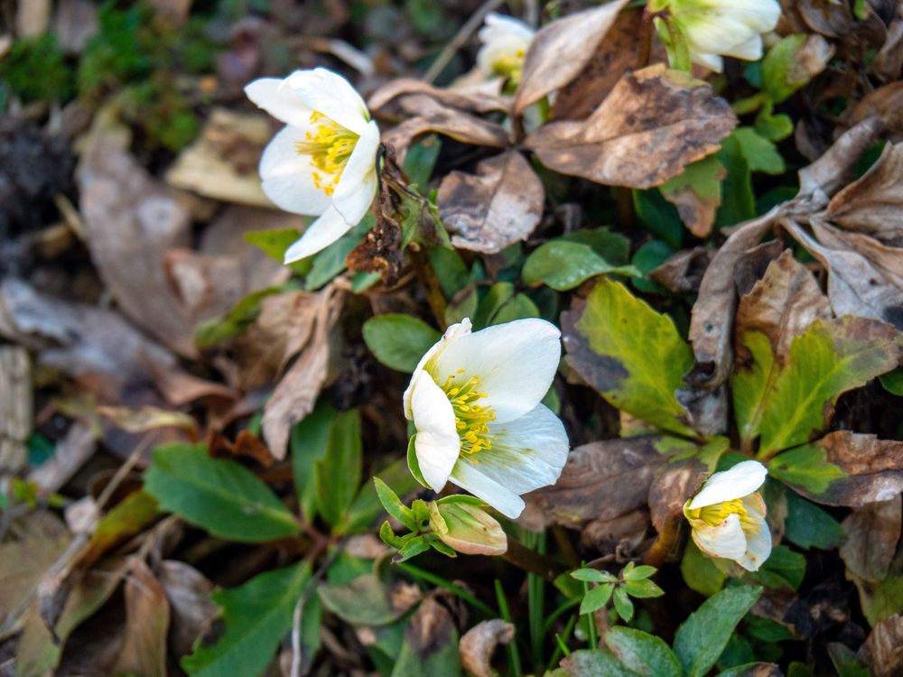 Besuch im Garten 04