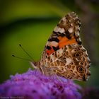 Besuch im Garten