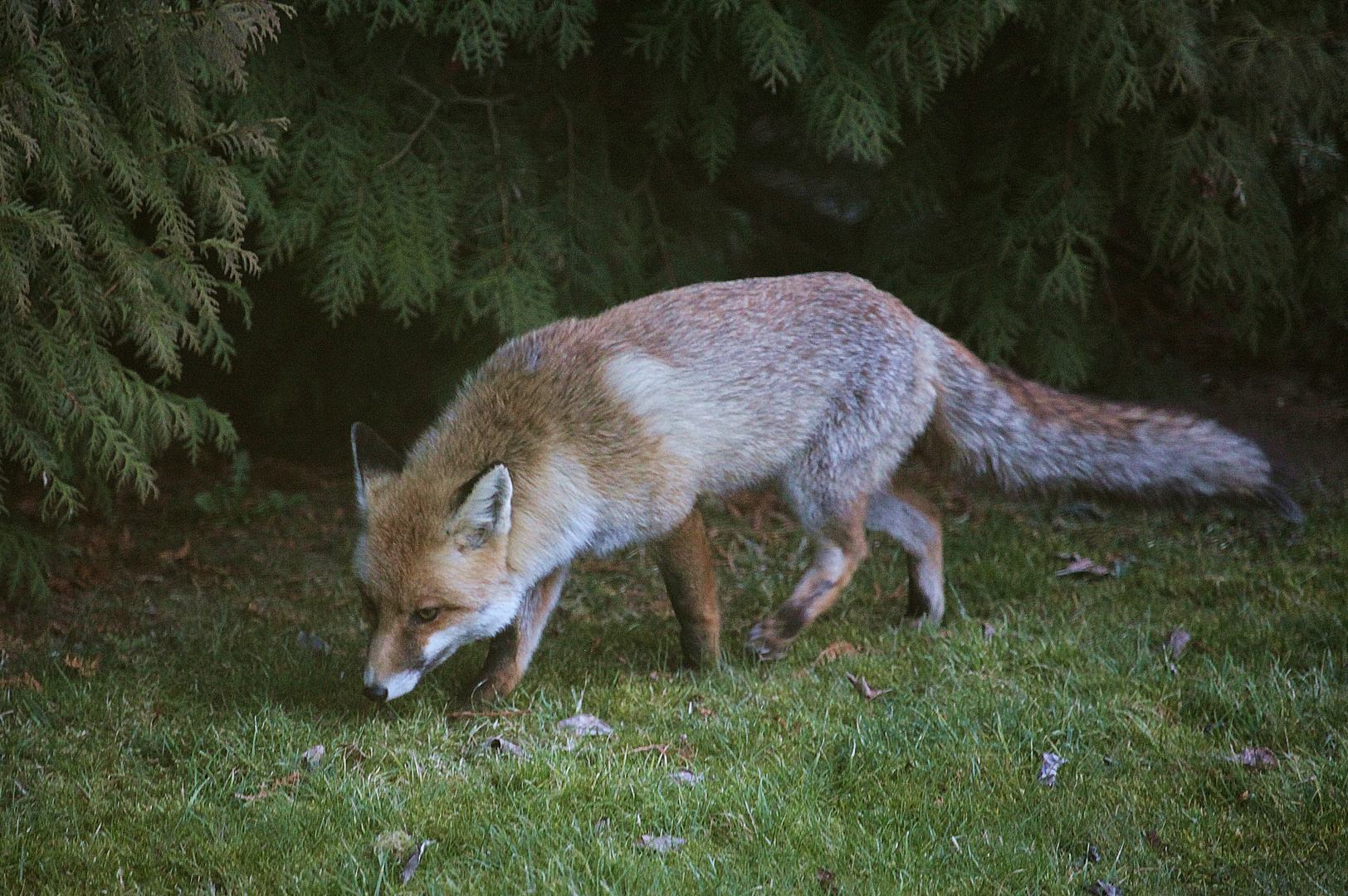 Besuch im Garten