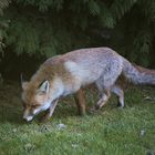 Besuch im Garten