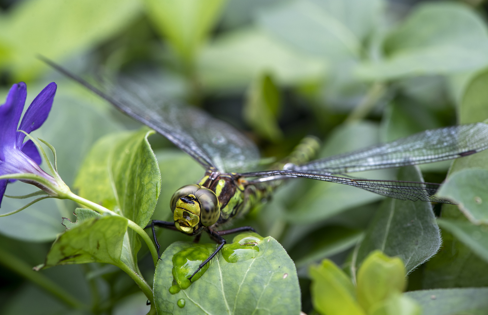 Besuch im Garten