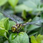 Besuch im Garten