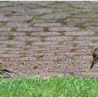 Besuch im Garten