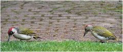 Besuch im Garten