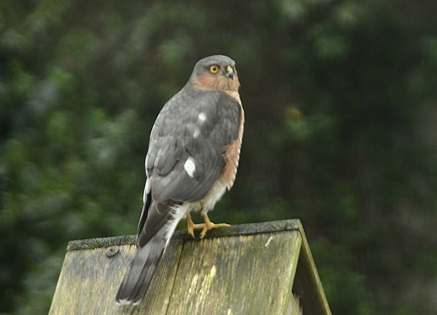 Besuch im Garten