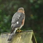 Besuch im Garten