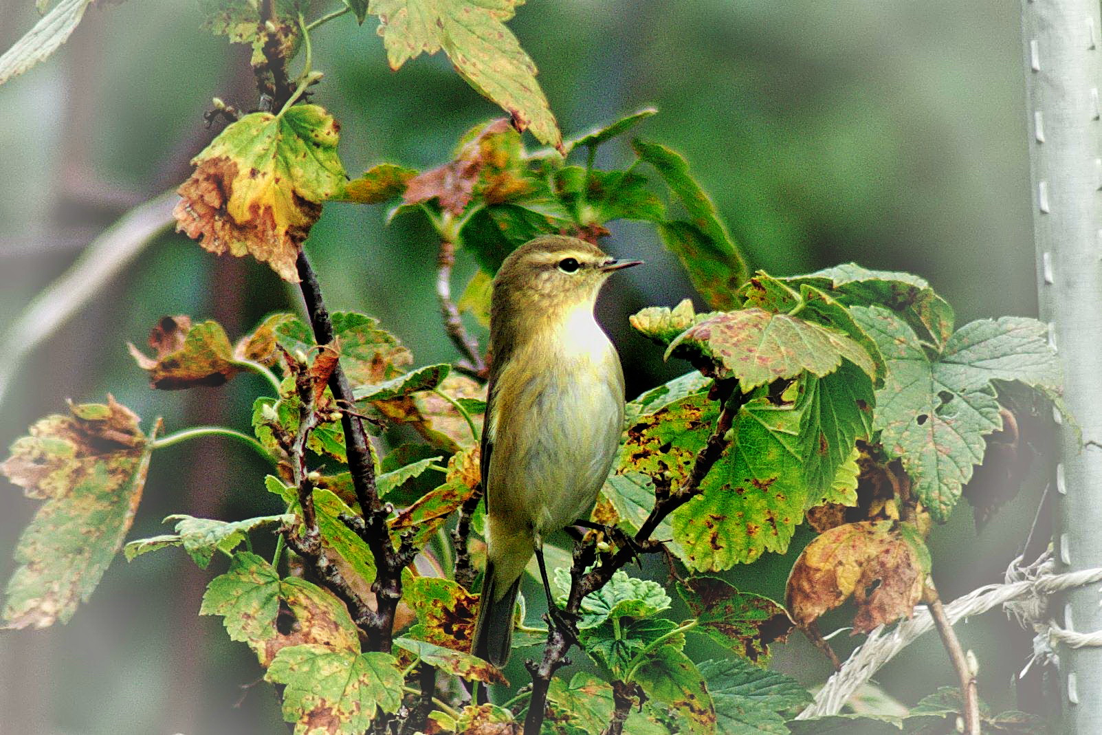 Besuch im Garten