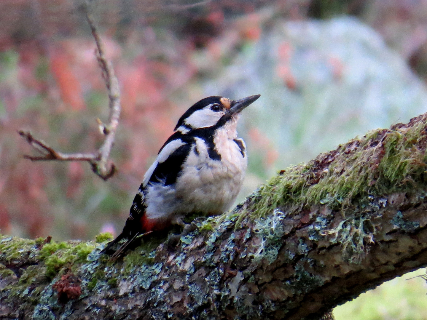 Besuch im Garten 1.................