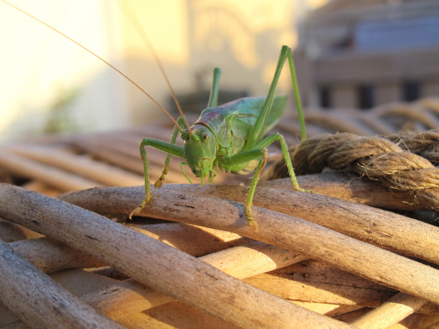 Besuch im Garten