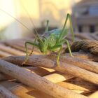 Besuch im Garten