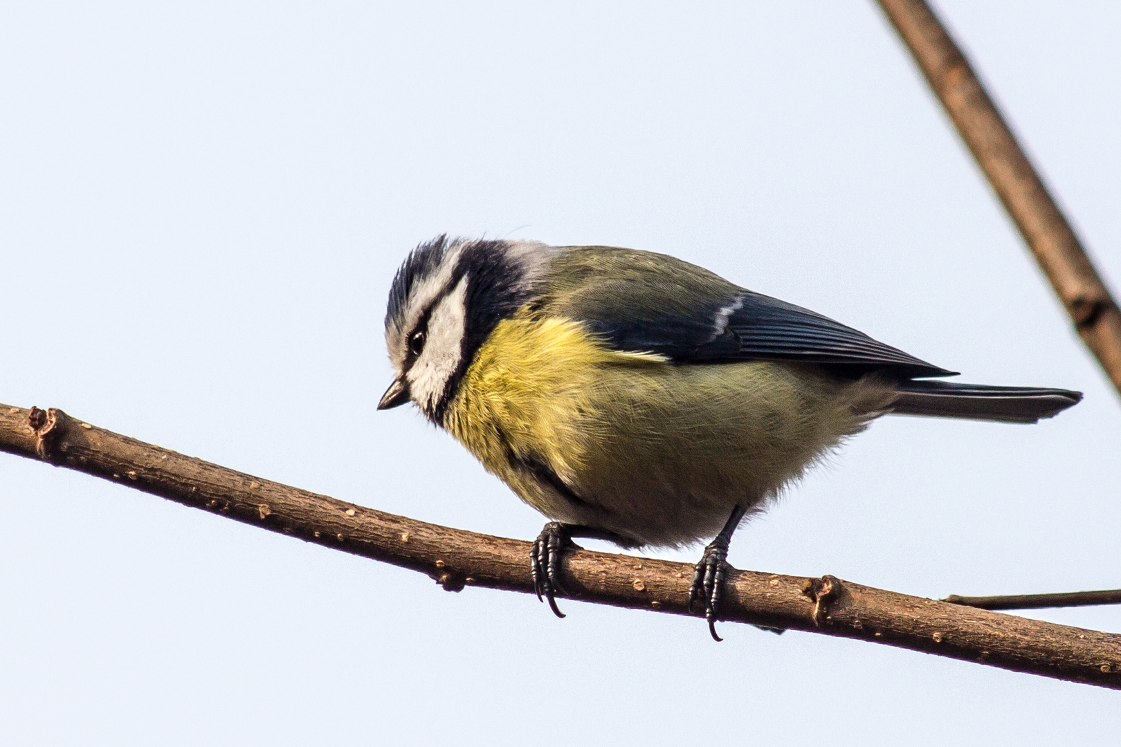 Besuch im Garten