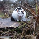 Besuch im Garten