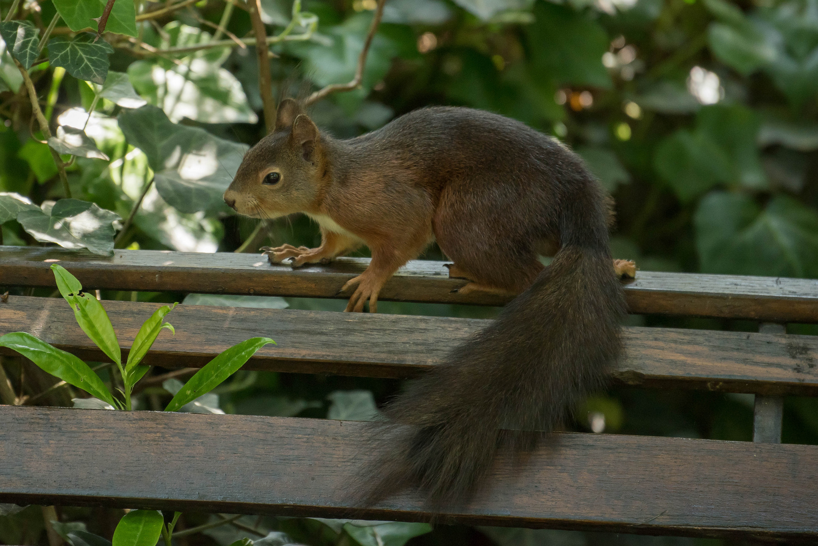 Besuch im Garten