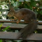 Besuch im Garten