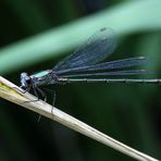 Besuch im Garten