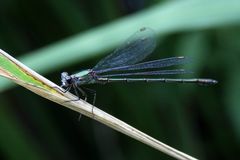 Besuch im Garten