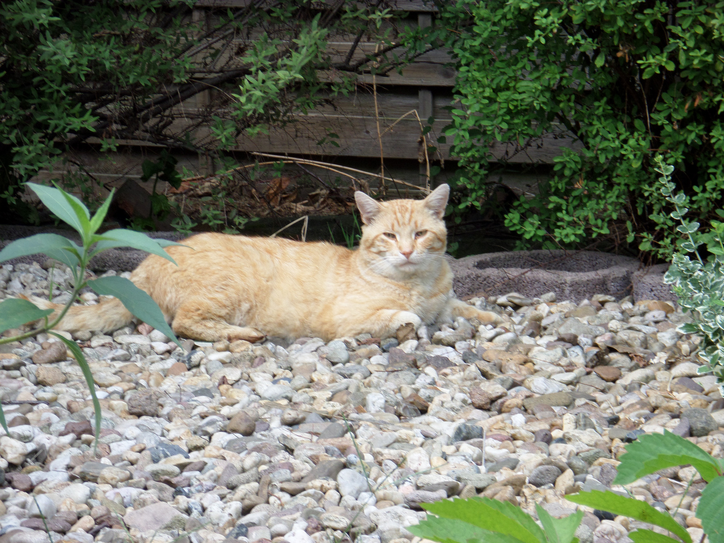 Besuch im Garten