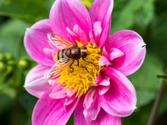 Besuch im Garten 2