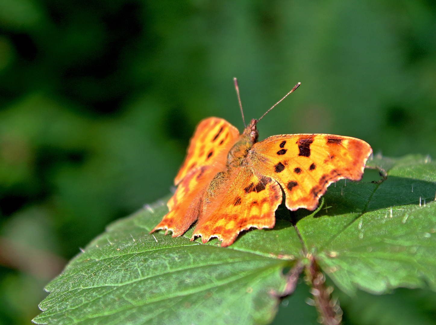 Besuch im Garten 2...