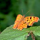 Besuch im Garten 2...