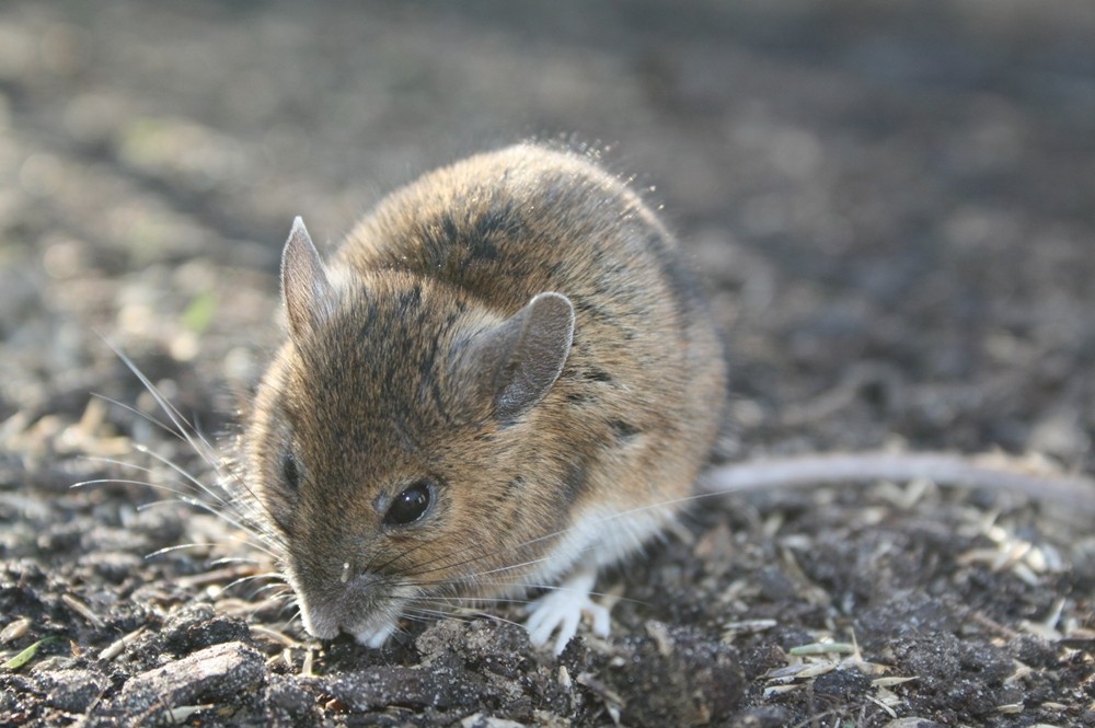 Besuch im Garten 2