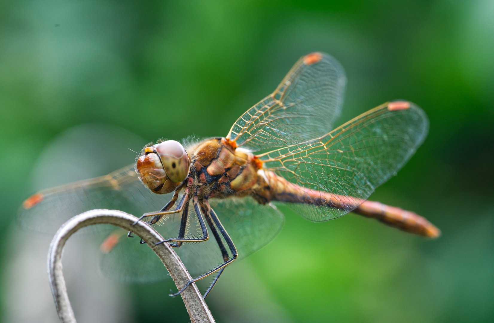 Besuch im Garten 2