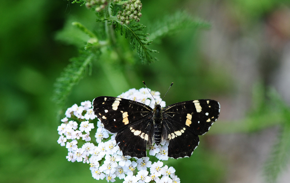 BESUCH IM GARTEN 2