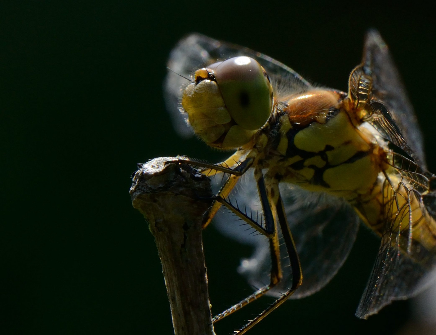 Besuch im Garten 2