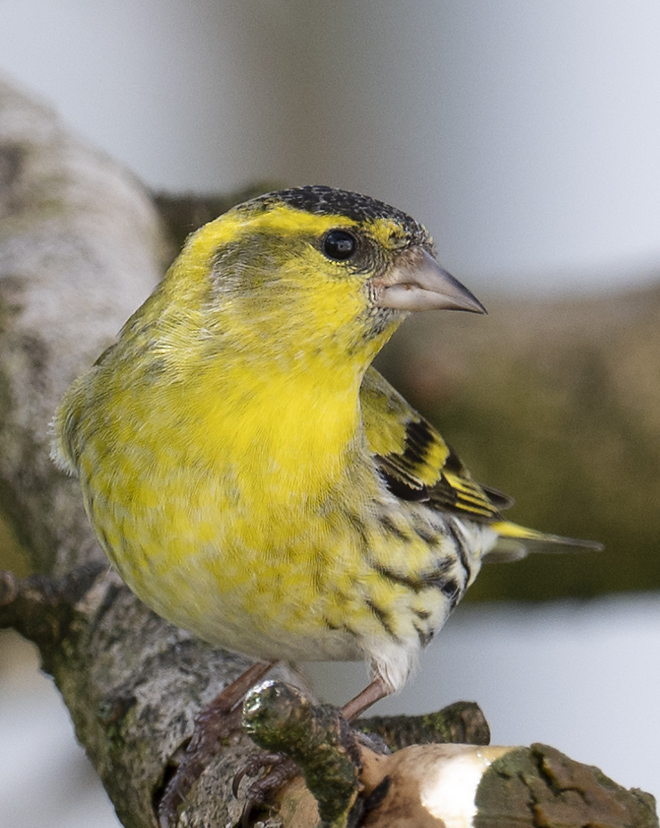 Besuch im Garten