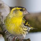 Besuch im Garten