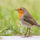 Besuch im Garten