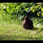 Besuch im Garten