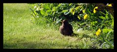 Besuch im Garten