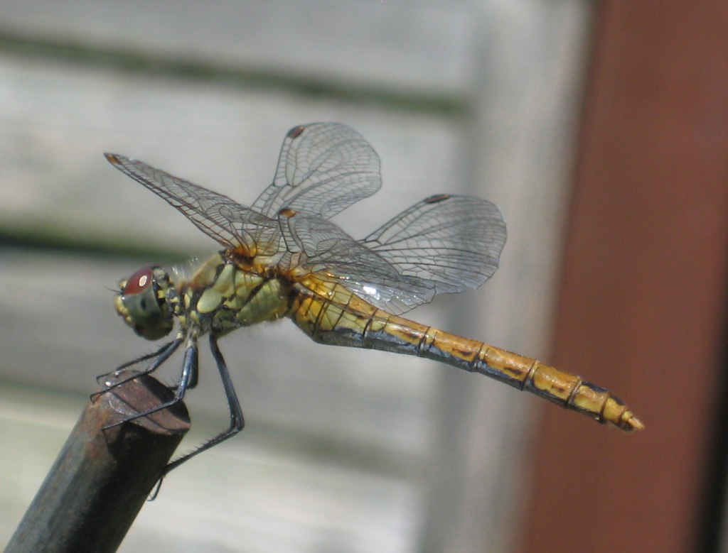 Besuch im Garten