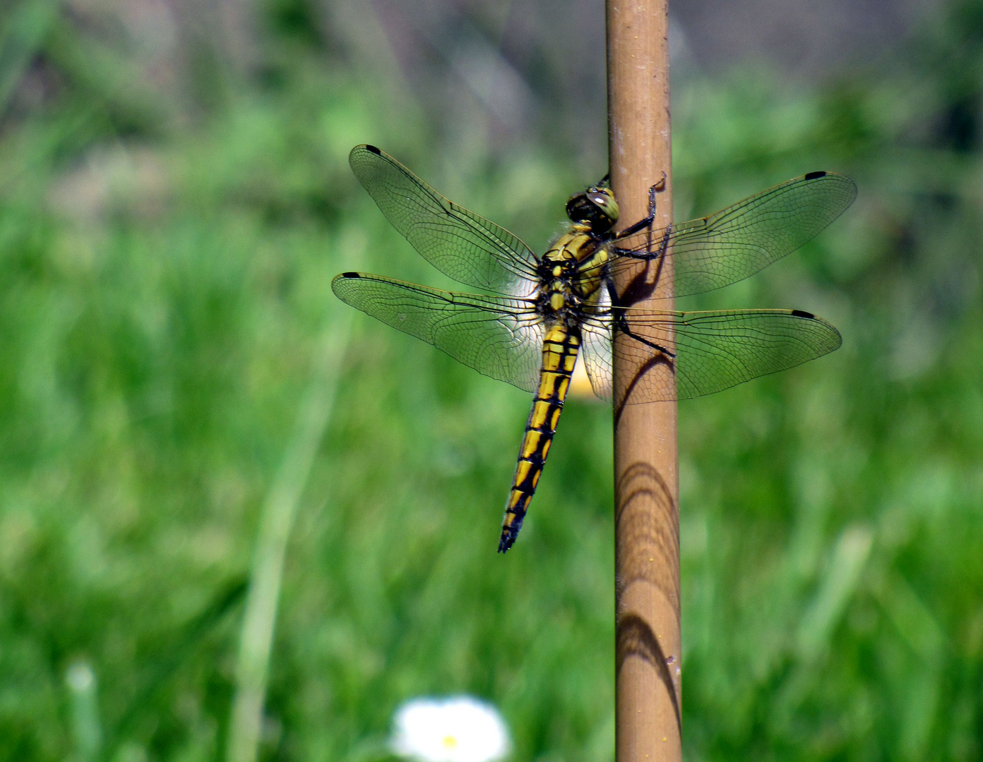 Besuch im Garten