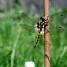 Besuch im Garten