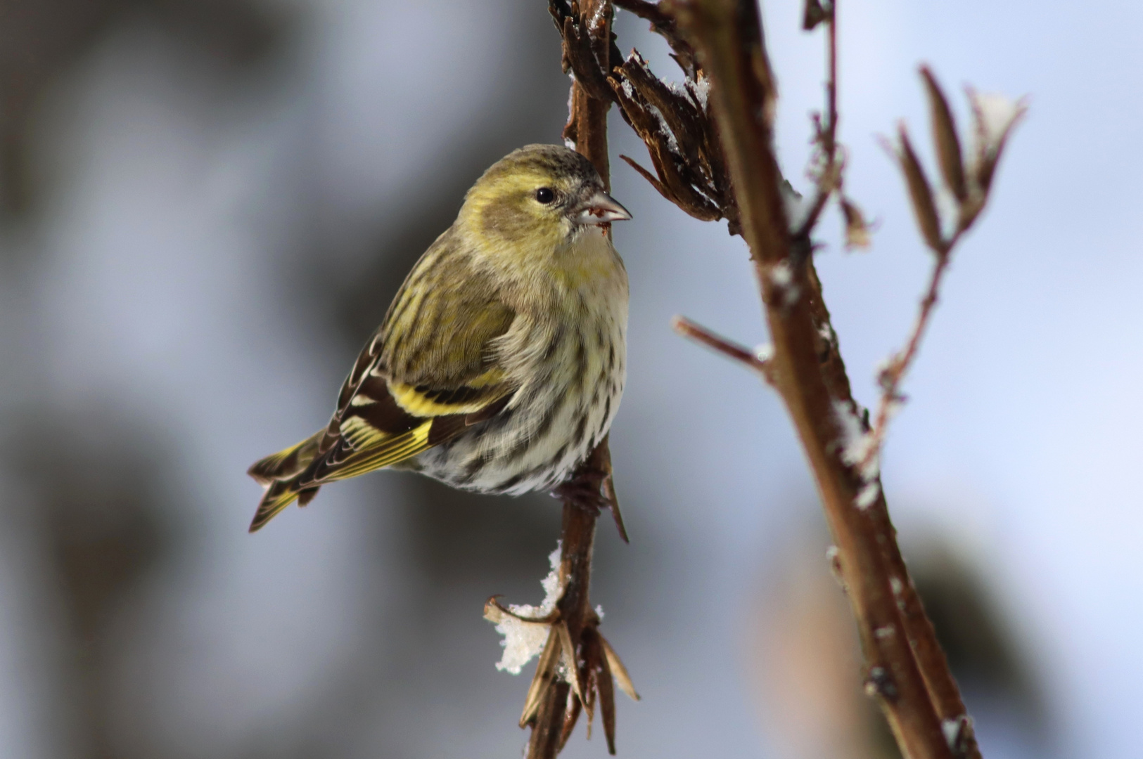 Besuch im Garten